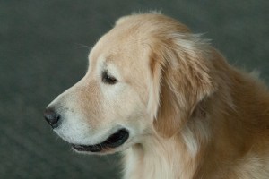 Casey the K-9 Ambassador.