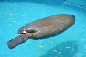 Juliet é a mais pesada do Seaquarium. Ela ficou com sequela de ferimento na região da cauda.