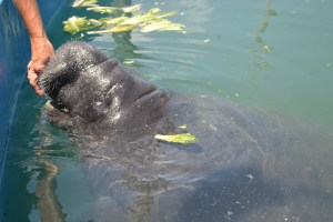 Romeo recebe um agrado de uma das coordenadoras do centro de reabilitação.