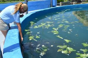 Jodi Tuzinski é especialista em cuidados com os animais aquáticos.