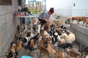 Voluntária alimentando os animais, que educadamente esperam sua vez
