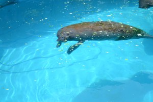 O peixe-boi é vegetariano, brinca Tuzinski. Eles comem cenoura e muito alface: 12 caixas de 18 quilos cada, diariamente.