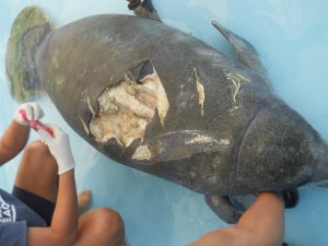 Wiley quando chegou. Foto: Cortesia Seaquarium.