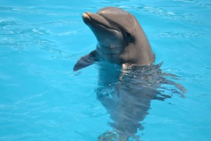 O golfinho é o animal mais sociável do Seaquarium. Sempre se aproxima quando percebe a presença de seus admiradores.